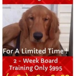Obedience program all Breeds picture