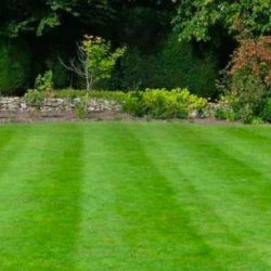 Yard Maintenence (NW Austin &amp; surrounding areas) picture