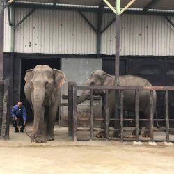 Animal Exchange Services in Thailand picture